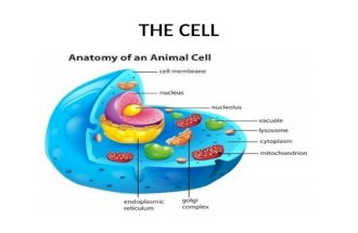 The cell and Cell's Organells
