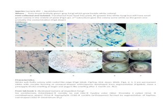Fungi Ascomycota collection and identification
