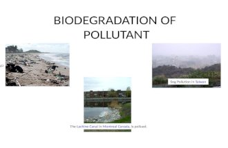 Biodegradation of pollutant 1