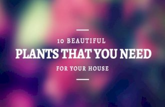 10 Plants That You Need For Your House