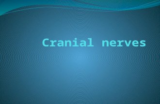 The Cranial nerves
