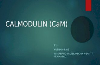 Calmodulin CaM