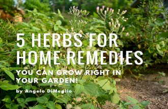 5 Herbs that Can Be Used for Home Remedies