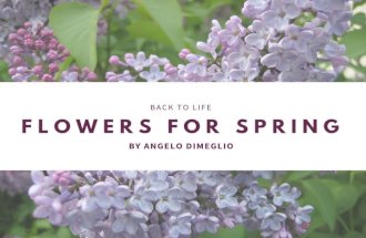Back to Life: Flowers for Spring