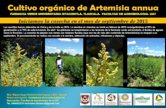 Artemisia annua en México