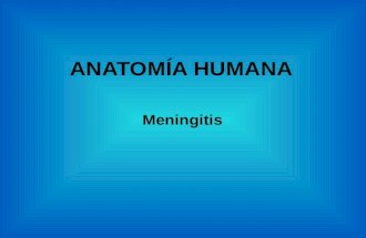 meningitis-anatomía humana