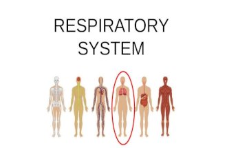 Respiratory system blog