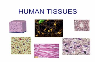 Human tissues