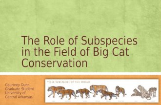 The Role of Subspecies in the Field of Tiger Conservation