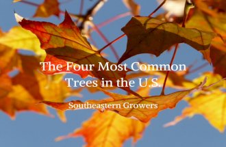Southeastern Growers: The 4 Most Common Trees in the U.S.