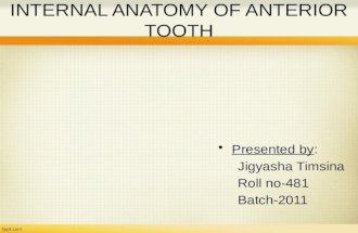 Internal anatomy of anterior tooth