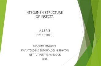 Struktur Integumen Insecta