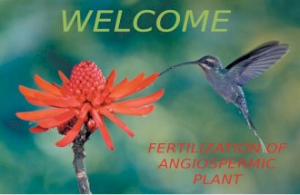 Fertilization of angiospermic plant