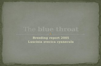 Blue throat breeding  powerpoint
