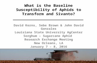 What is the Baseline Susceptibility of Aphids to Transform and Sivanto Prime?