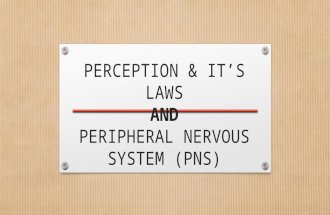 Perception & peripheral nervous system (pns)