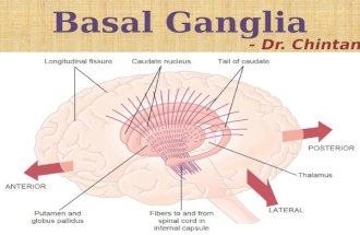 Basal ganglia