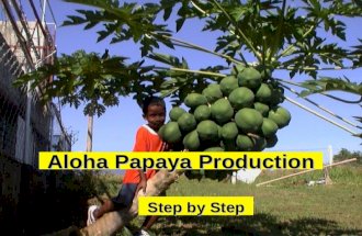 Permaculture Papaya for the Tropics