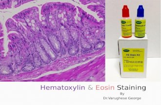 Hematoxylin and Eosin Staining