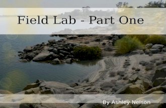 Field Lab Assignment