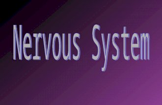 Nervous System Carries messages to and from the brain and spinal cord and all other parts of the body.
