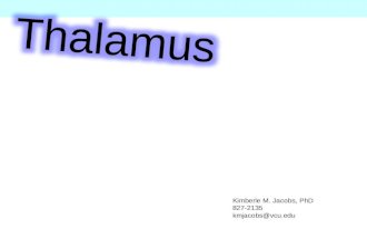 Thalamus Kimberle M. Jacobs, PhD 827-2135 kmjacobs@vcu.edu.