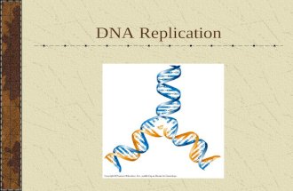 DNA Replication. Nucleotides T.H. Morgan Genes are located on chromosomes.