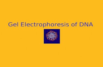 Gel Electrophoresis of DNA. What is Gel Electrophoresis? Electro = flow of electricity, phoresis, from the Greek = to carry across A gel is a colloid,