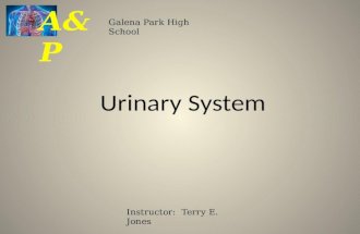 Urinary System Galena Park High School A&P Instructor: Terry E. Jones.