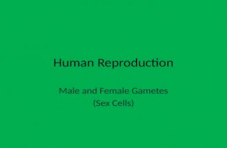 Male and Female Gametes (Sex Cells)