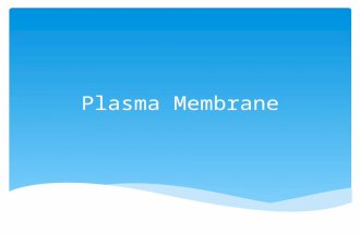 Plasma Membrane.  The outer layer of the cell is semi-permeable. This means it allows some things to pass and blocks others. The Plasma Membrane.