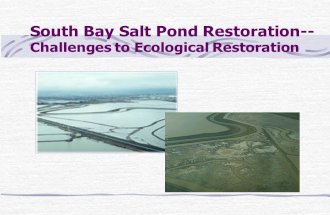 South Bay Salt Pond Restoration-- Challenges to Ecological Restoration.