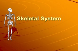 Skeletal System. What is this bone called? a)Patella b)Vertebrae c)Cranium d)Sternum.