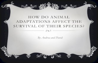 HOW DO ANIMAL ADAPTATIONS AFFECT THE SURVIVAL OF THEIR SPECIES? By Andrea and David.