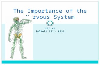 SBI 4U JANUARY 14 TH, 2013 The Importance of the Nervous System.