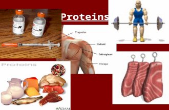 Proteins. Functions of Proteins Some Functions of Proteins Type of proteinExampleFunction Enzymes amylasePromotes the break down of starch to the simple.