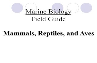 Marine Biology Field Guide Mammals, Reptiles, and Aves.