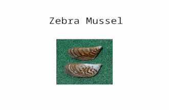 Zebra Mussel. Tree–of-Heaven Water Hyacinth Rainbow Trout.