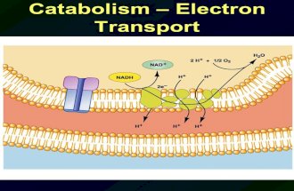 Catabolism  Electron Transport. Catabolism -- Overview.
