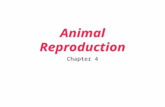 Animal Reproduction Chapter 4. I am never to old to do it!!! Puberty - mom why is that male rat eyeing me up? Menopause - I am done no more kidsMale Females.
