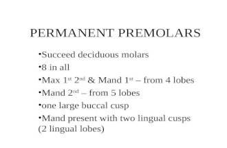PERMANENT PREMOLARS Succeed deciduous molars 8 in all Max 1 st 2 nd  Mand 1 st  from 4 lobes Mand 2 nd  from 5 lobes one large buccal cusp Mand present.