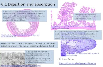 6.1 Digestion and absorption