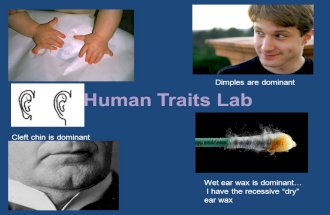 Human Traits Lab Dimples are dominant Cleft chin is dominant Wet ear wax is dominant I have the recessive dry ear wax.