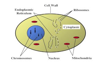 Cytoplasm Endoplasmic Reticulum Ribosomes Nucleus Chromosomes Mitochondria Cell Wall.