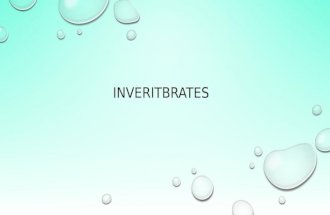 INVERITBRATES. SPONGES SPONGES HAVE PORES ALL OVER THERE BODY.WITH THOSE PORES THE WATER GOES IN AND OUT OF THE PORES. AND THAT ALLOWS THEM TO BREATH.
