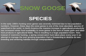 In the early 1900s hunting snow geese was severely restricted due to low population numbers. However, these days the snow goose is one of the most abundant.