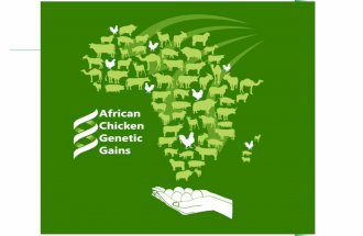 African Chicken Genetic Gains A platform for testing, delivering, and continuously improving tropically-adapted chickens for productivity growth in sub-