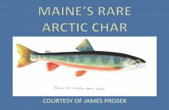 Maines rare arctic char