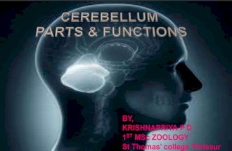 Cerebellum parts and functions