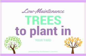 Low-Maintenance Trees to Plant in your Yard